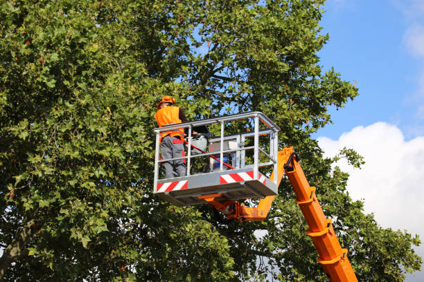 Best Fruit Tree Pruning  in Avimor, ID