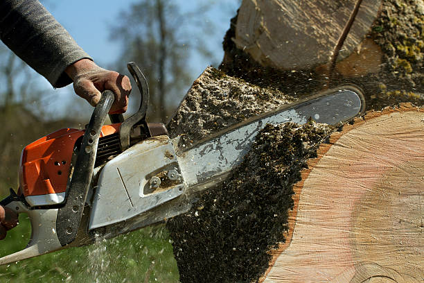 Best Tree Health Inspection  in Avimor, ID