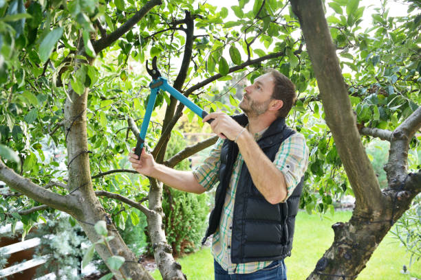 Best Tree Maintenance Programs  in Avimor, ID